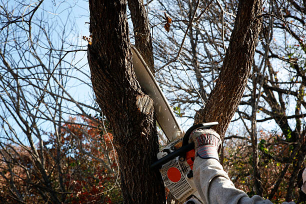 Trusted Auburn, NE Tree Removal Services Experts